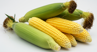 Fresh Sweet Corn