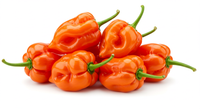 Habanero Pepper (Hybrid rodo)