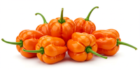 Habanero Pepper (Hybrid rodo)